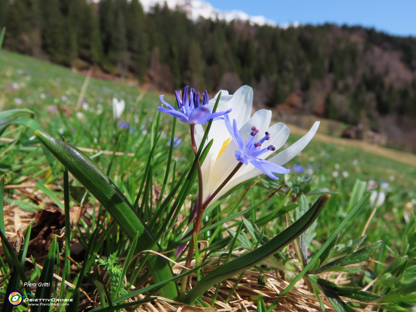 41 Scilla bifolia (Scilla silvestre) .JPG
